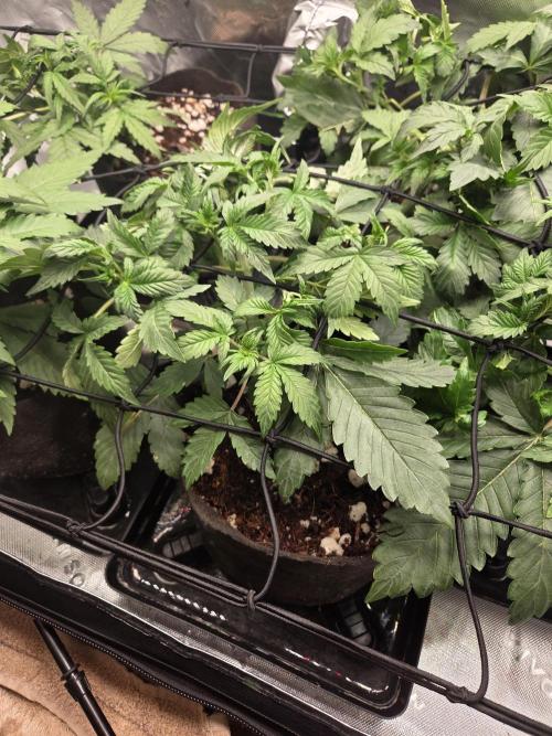 Grow #1. Week 3 - 8/8 - LSD auto #1