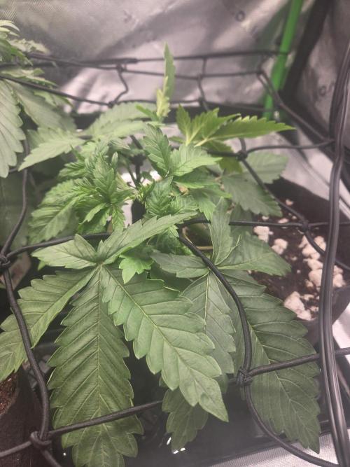 Grow #1. Week 3 - 8/2 - LSD auto #2