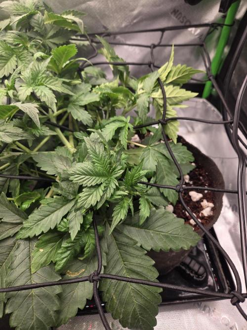 Grow #1. Week 3 - 8/8 - LSD auto #2