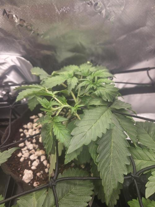 Grow #1. Week 3 - 8/2 - LSD auto #3