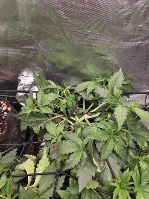 Grow #1. Week 3 - 8/8 - LSD auto #3