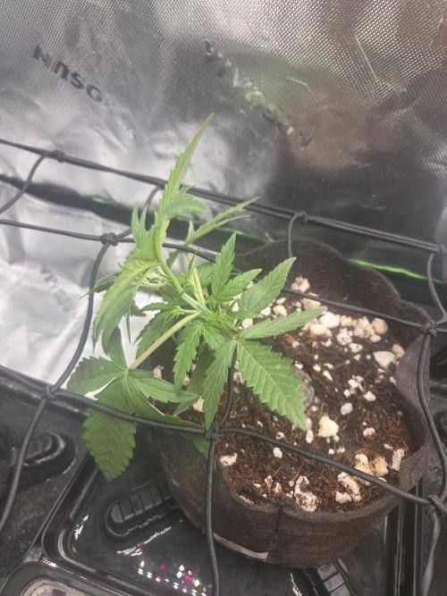 Grow #1. Week 3 - 8/2 - Permanent Marker auto #1