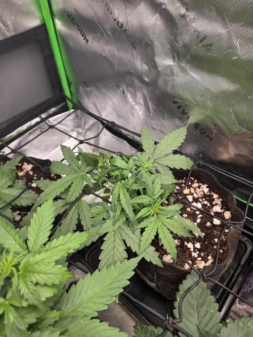 Grow #1. Week 3 - 8/8 - Permanent Marker auto #1