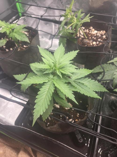 Grow #1. Week 3 - 8/2 - Permanent Marker auto #2