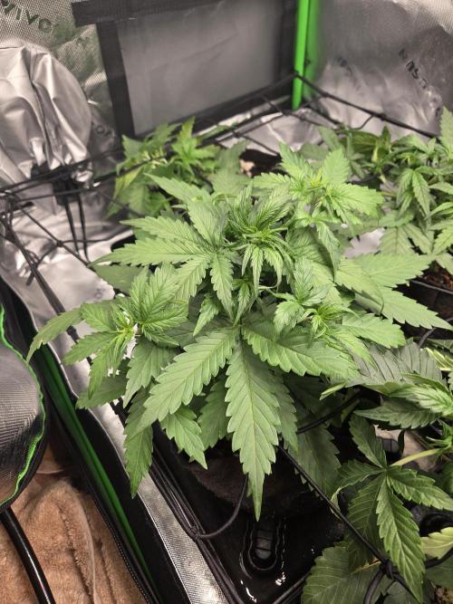 Grow #1. Week 3 - 8/8 - Permanent Marker auto #2