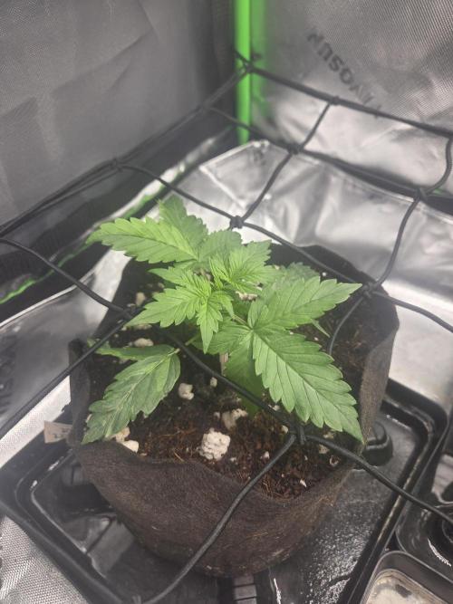 Grow #1. Week 3 - 8/2 - Love Potion auto 
