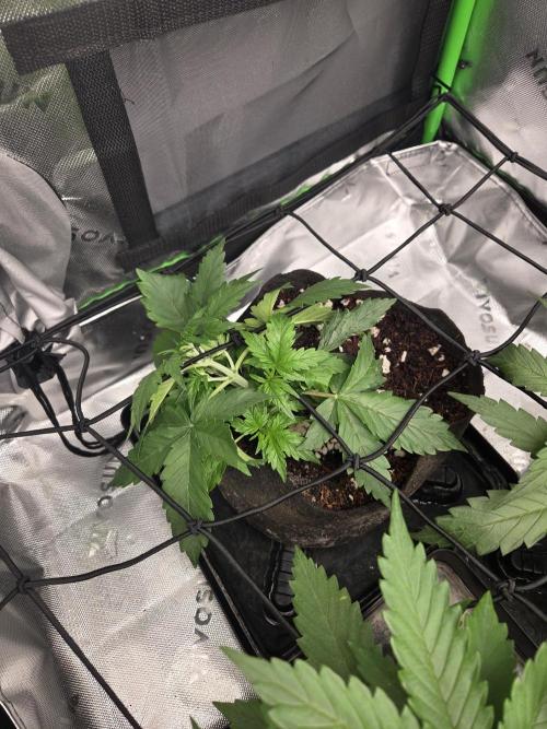 Grow #1. Week 3 - 8/8 - Love Potion auto