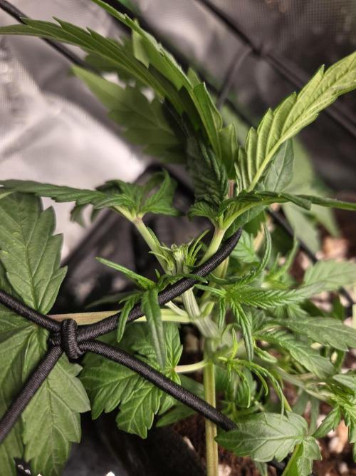 Grow #1. Week 3 - 8/6 - Topped Permanent Marker auto #1