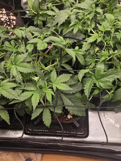 Grow #1. Week 4 - 8/9 - LSD auto #1