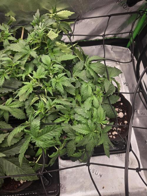 Grow #1. Week 4 - 8/9 - LSD auto #2
