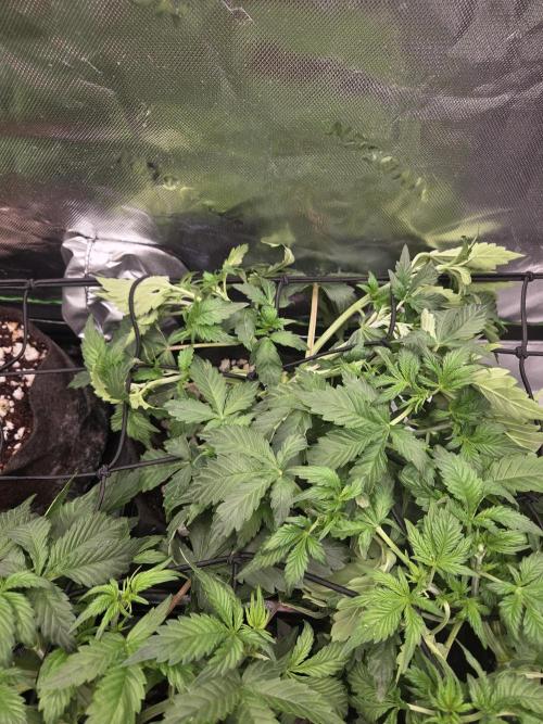 Grow #1. Week 4 - 8/9 - LSD auto #3