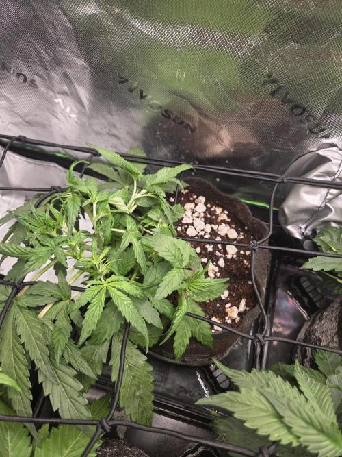 Grow #1. Week 4 - 8/9 - Permanent Marker auto #1