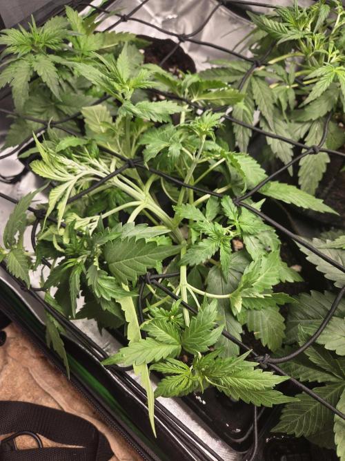 Grow #1. Week 4 - 8/9 - Permanent Marker auto #2
