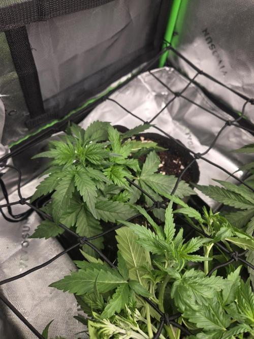 Grow #1. Week 4 - 8/9 - Love Potion