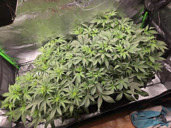 Grow #1. Week 4 - 8/15 - Canopy view