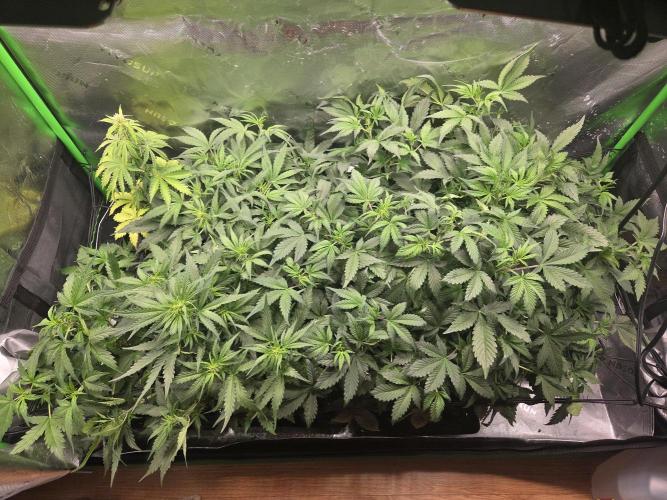 Grow #1. Week 5 - 8/16