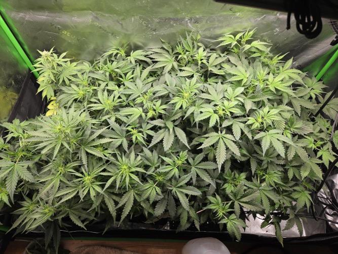 Grow #1. Week 5 - 8/18