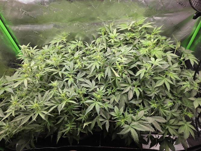 Grow #1. Week 5 - 8/19