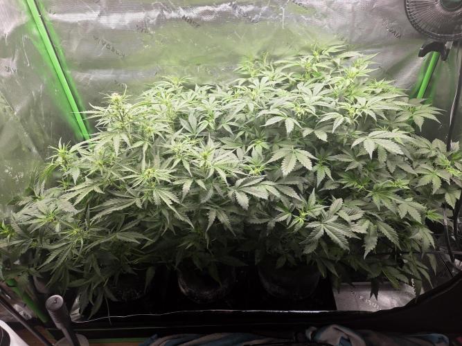 Grow #1. Week 5 - 8/20