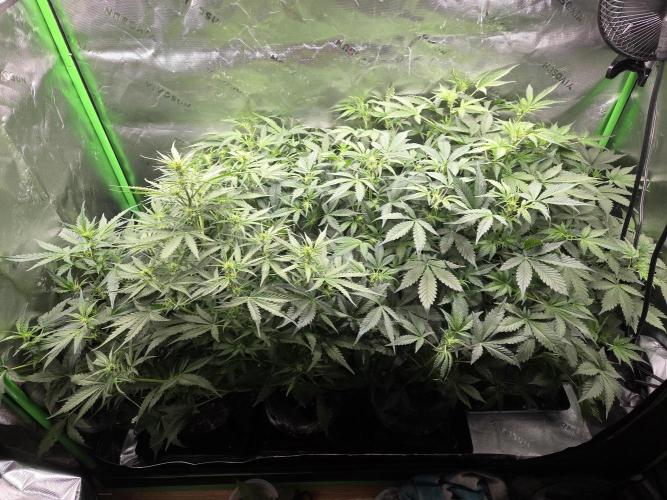 Grow #1. Week 5 - 8/21