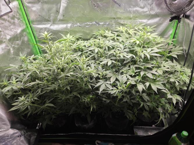 Grow #1. Week 5 - 8/22