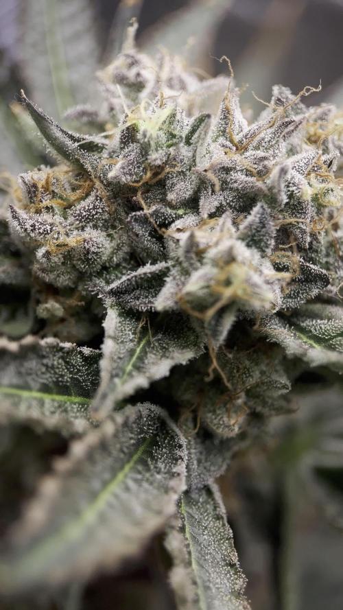 King's Juice Lemon Orange GHE (Autopot System)