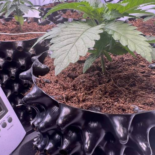 Runtz | 4x4 | 680W LED | UV | VPD Grow. Week 1