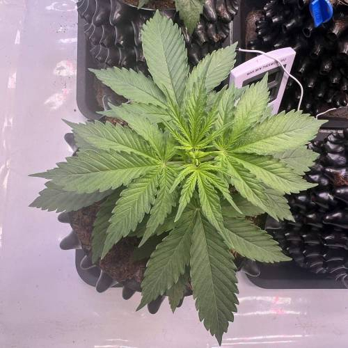 Runtz | 4x4 | 680W LED | UV | VPD Grow. Week 1