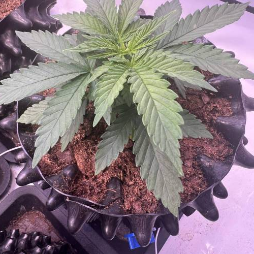 Runtz | 4x4 | 680W LED | UV | VPD Grow. Week 1