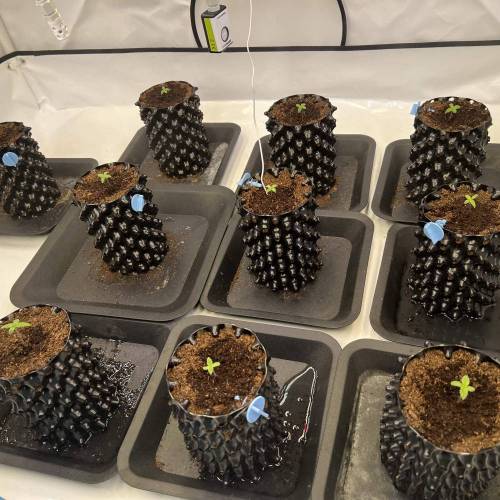 Runtz | 4x4 | 680W LED | UV | VPD Grow. Week 0