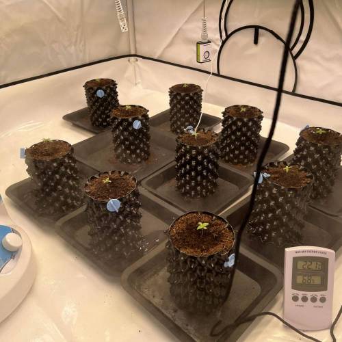 Runtz | 4x4 | 680W LED | UV | VPD Grow. Week 0