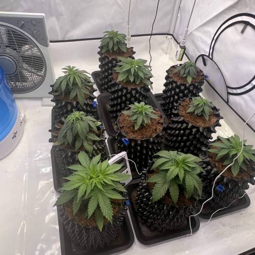 Runtz | 4x4 | 680W LED | UV | VPD Grow. Week 1