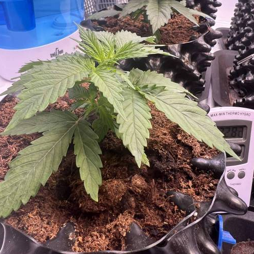 Runtz | 4x4 | 680W LED | UV | VPD Grow. Week 1