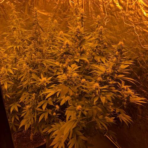 first . Week 13