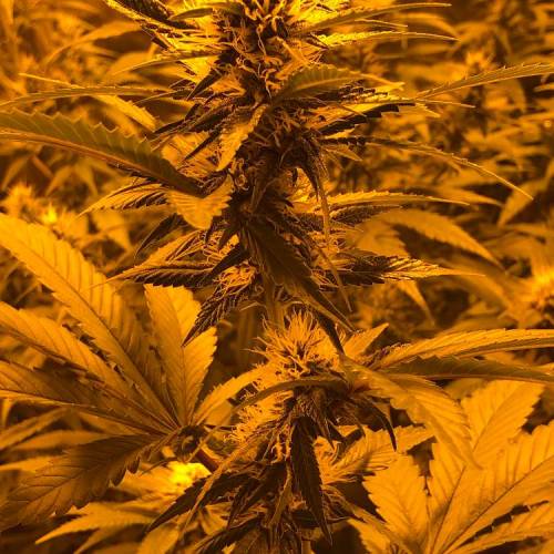 first . Week 13