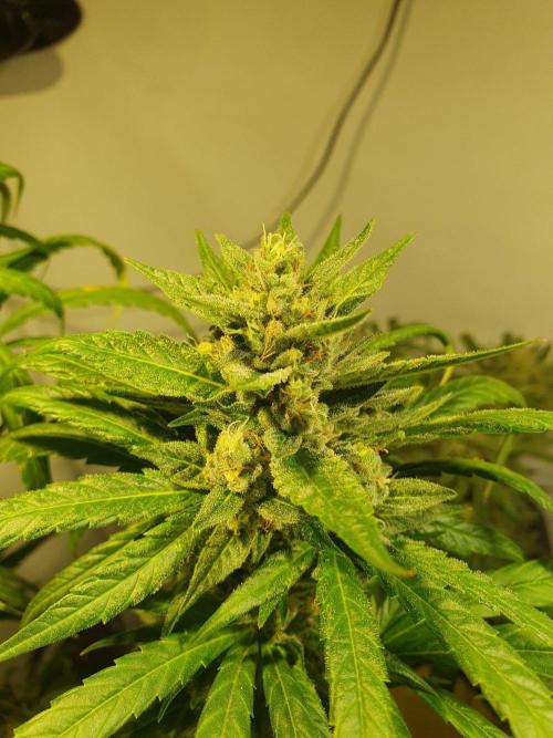 Mangoes & Mintz. Week 8 - Appalachian Kush D56