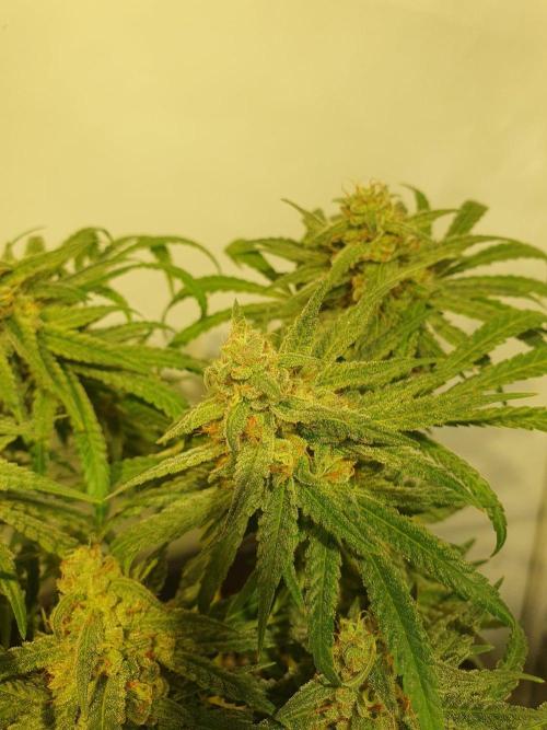 Mangoes & Mintz. Week 8 - Acai Mintz D56