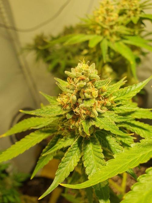 Mangoes & Mintz. Week 9