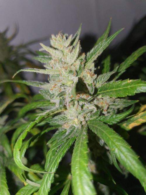 Mangoes & Mintz. Week 9