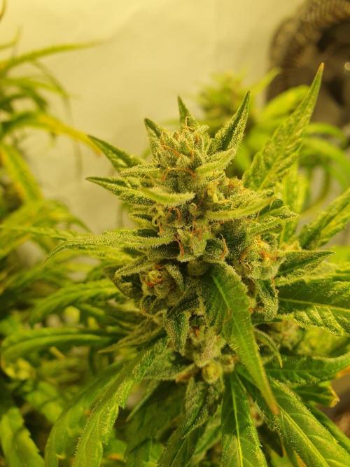 Mangoes & Mintz. Week 9