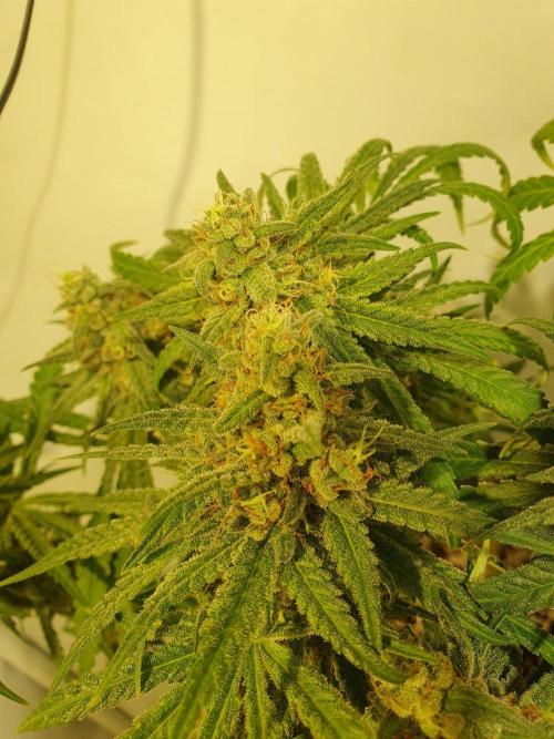 Mangoes & Mintz. Week 9