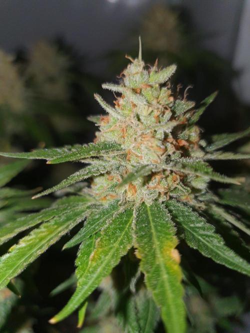Mangoes & Mintz. Week 9
