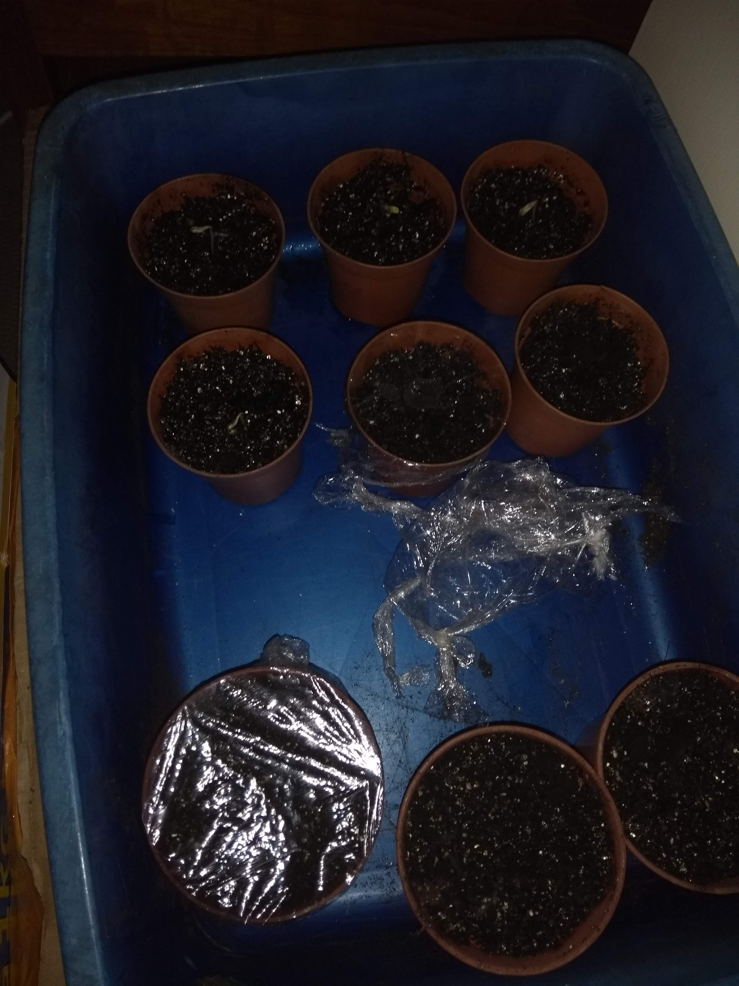 Blueberry Kush grow diary (journal) week1 by xxxchrisxxx GrowDiaries