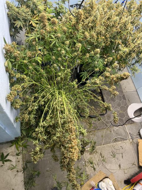 Seedstockers Bruce Banner Auto. Week 11 - Partially trimmes