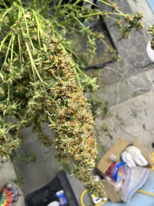 Seedstockers Bruce Banner Auto. Week 11 - Some cola shots