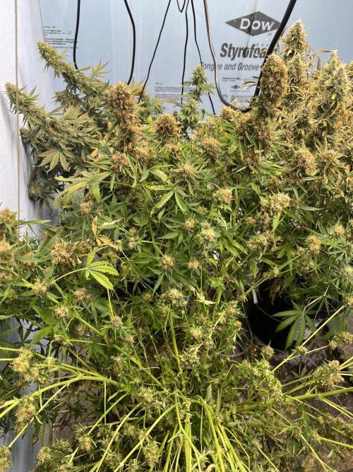 Seedstockers Bruce Banner Auto. Week 11