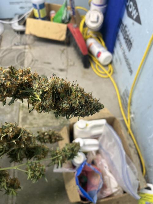 Seedstockers Bruce Banner Auto. Week 11