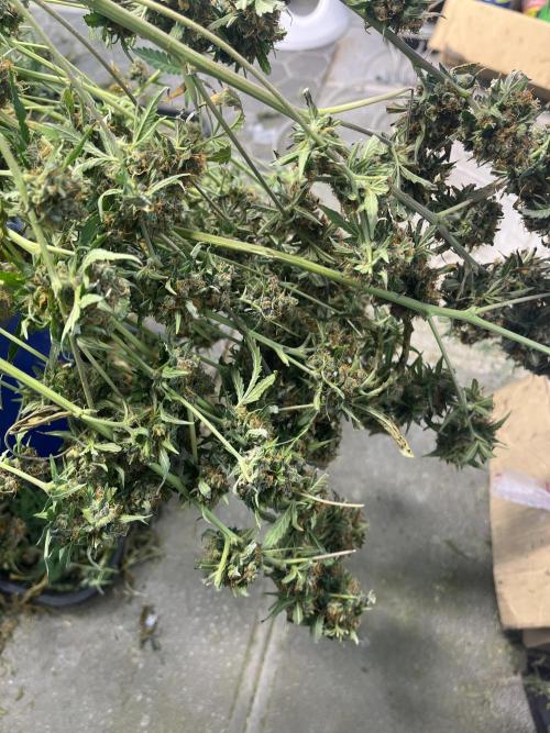 Seedstockers Bruce Banner Auto. Week 11