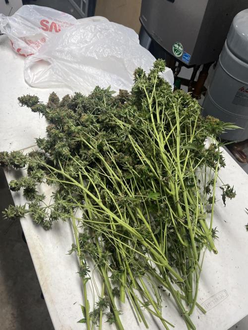 Seedstockers Bruce Banner Auto. Week 11