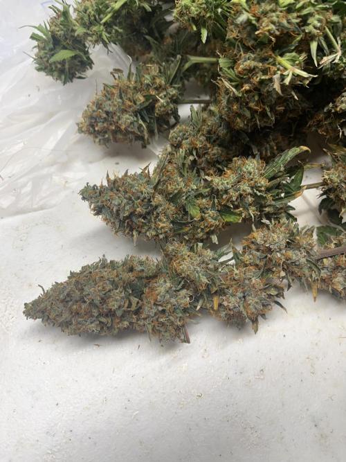 Seedstockers Bruce Banner Auto. Week 11